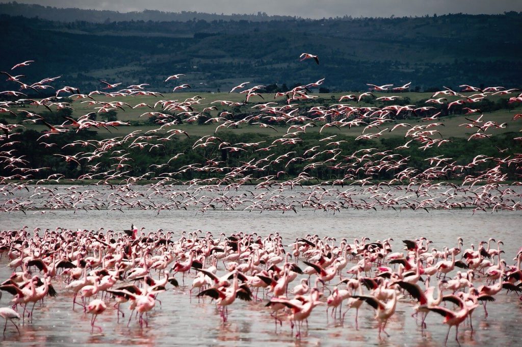 bandadas de flamencos en Huelva