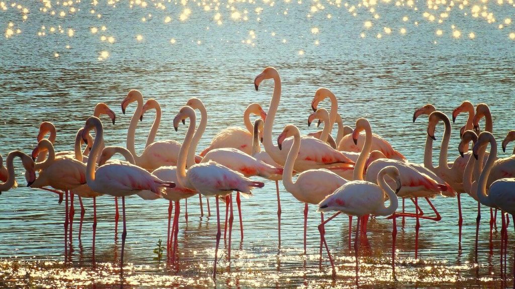 dónde ver flamencos en huelvamuy cerca